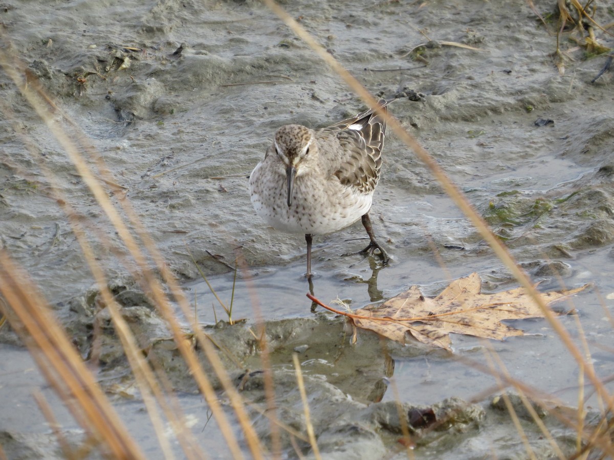 Gambecchio di Bonaparte - ML645727154