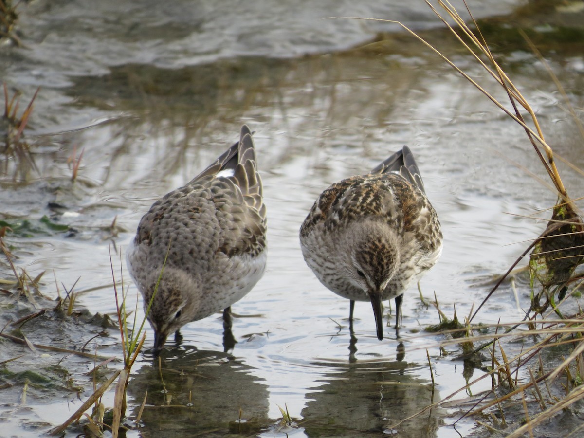 Gambecchio di Bonaparte - ML645727155
