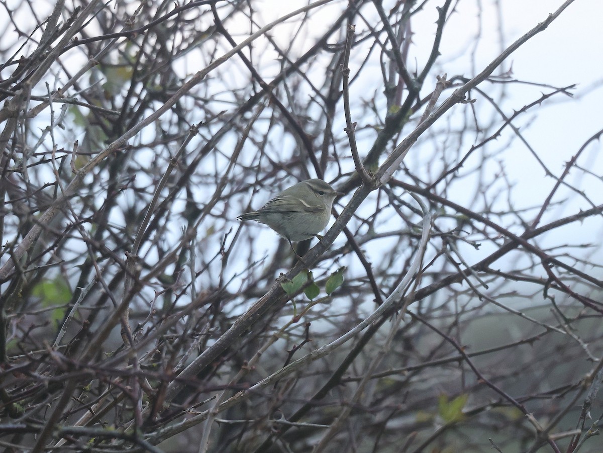 Hume's Warbler - ML645727158