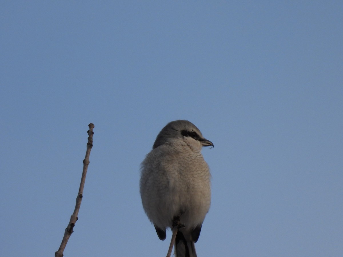 Northern Shrike - ML645727169