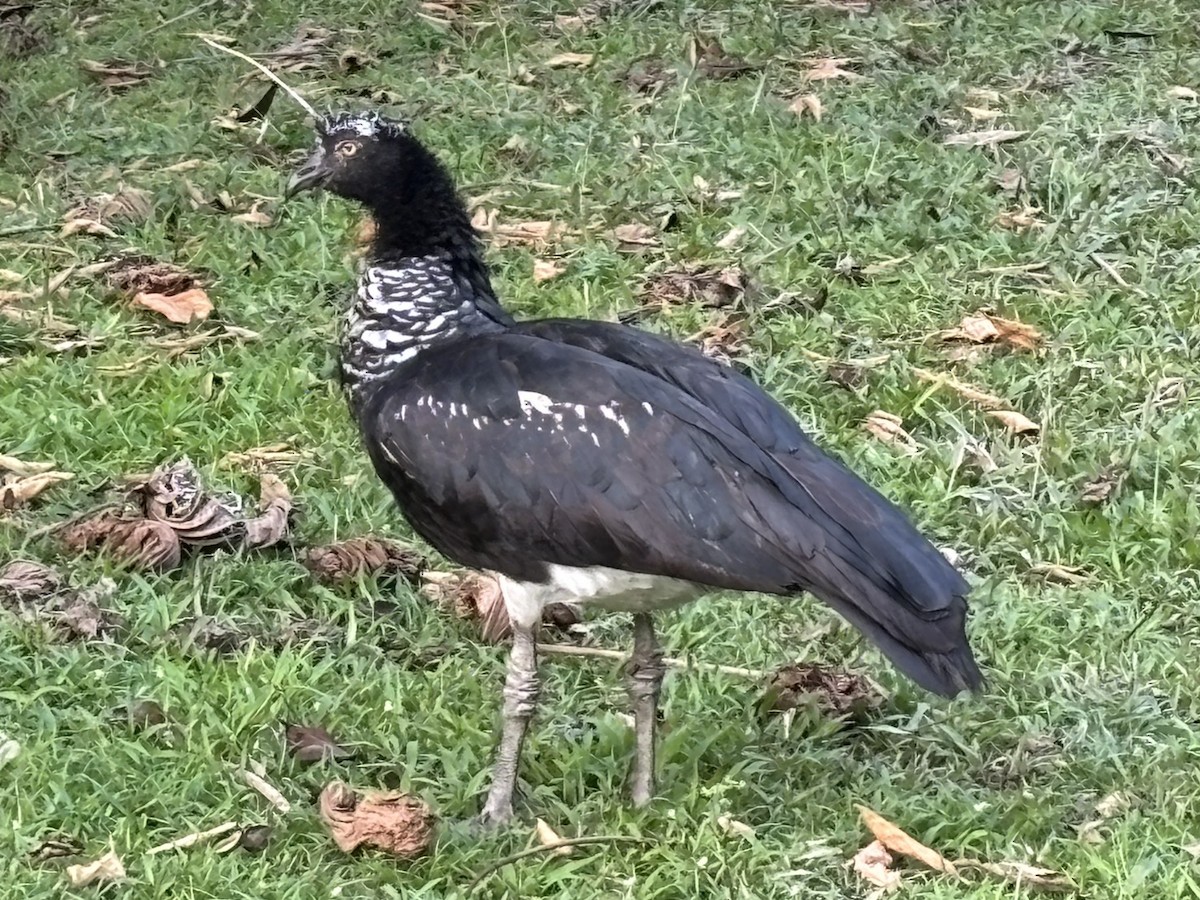 ツノサケビドリ - ML645727190