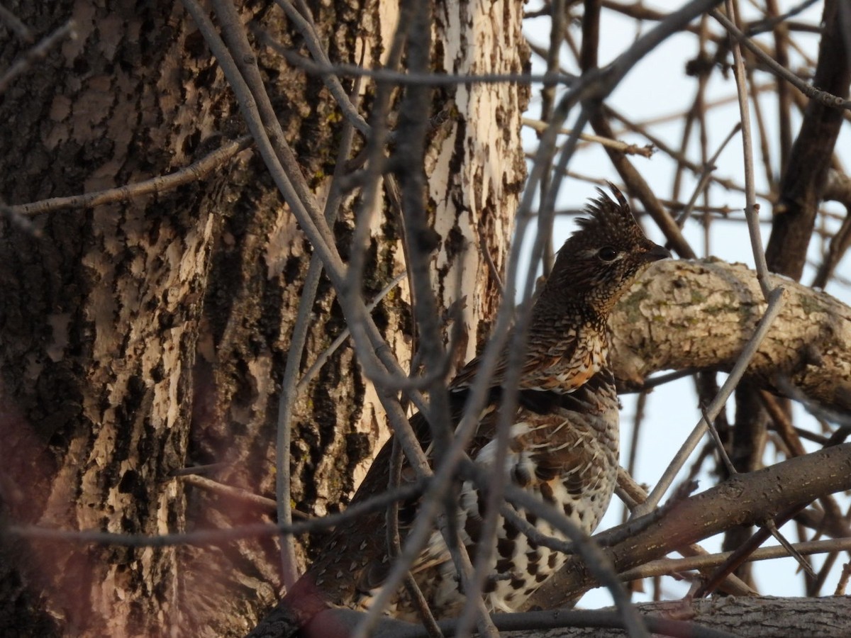 jeřábek kanadský - ML645727191