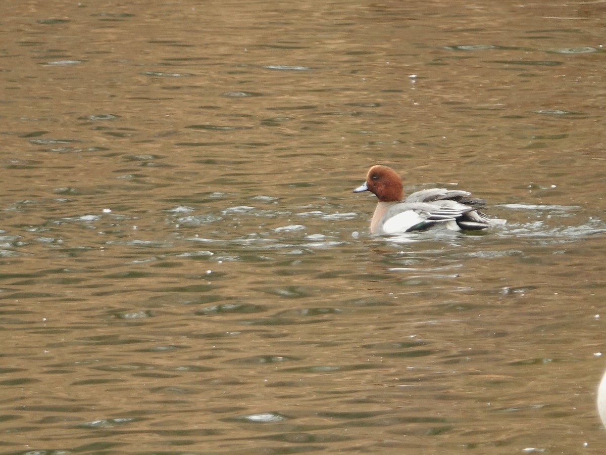 Eurasian Wigeon - ML645727192