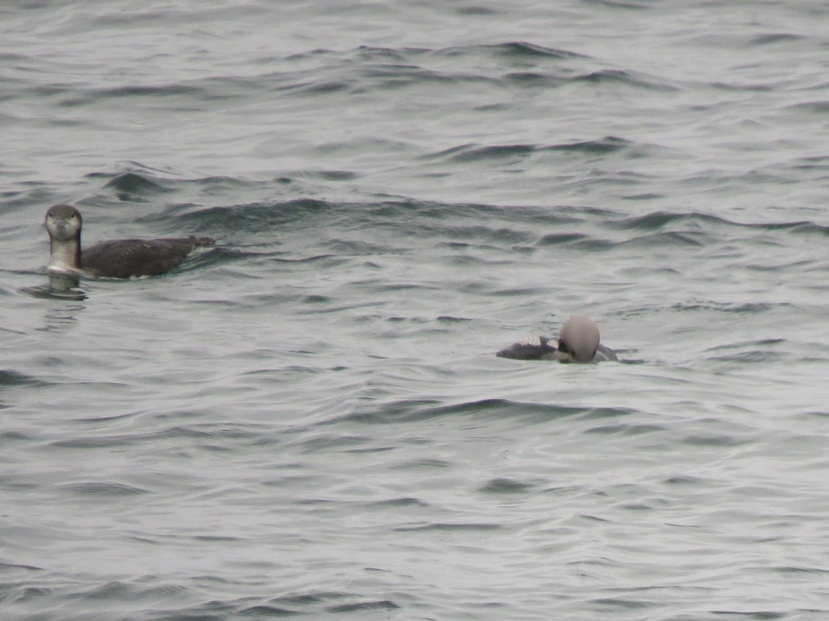 Arctic Loon - ML645727195