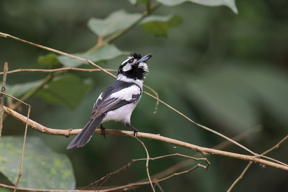 White-eared Monarch - ML645727200