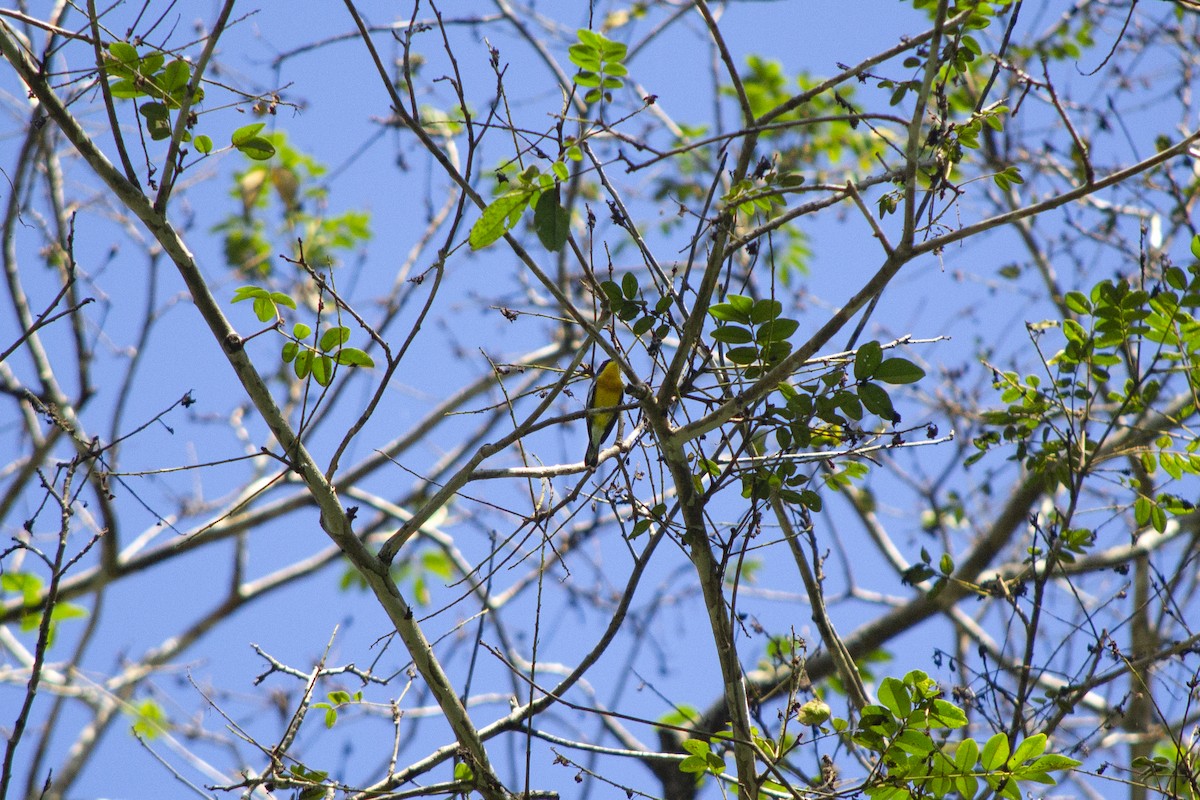 Tropical Parula - ML645727201