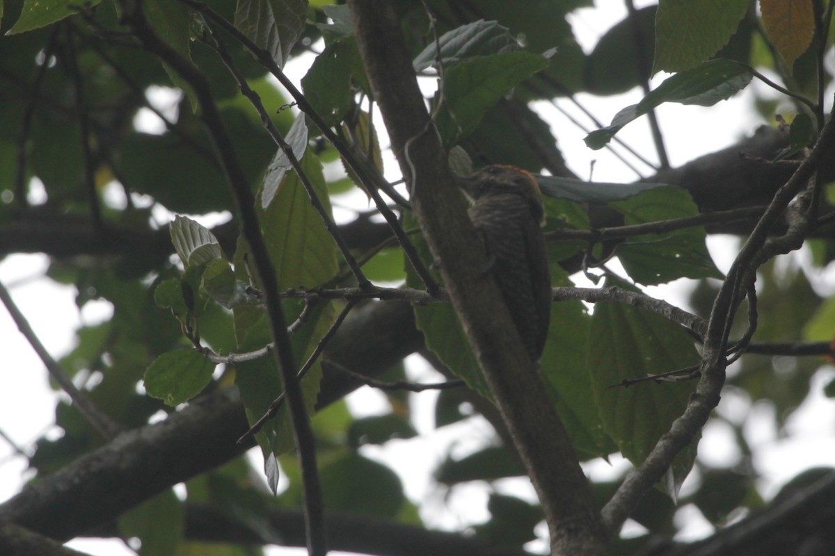 Yellow-eared Woodpecker - ML645727204
