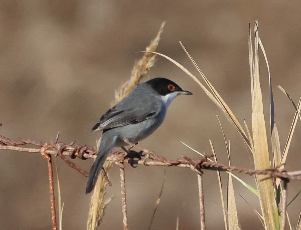 Sardinian Warbler - ML645727205