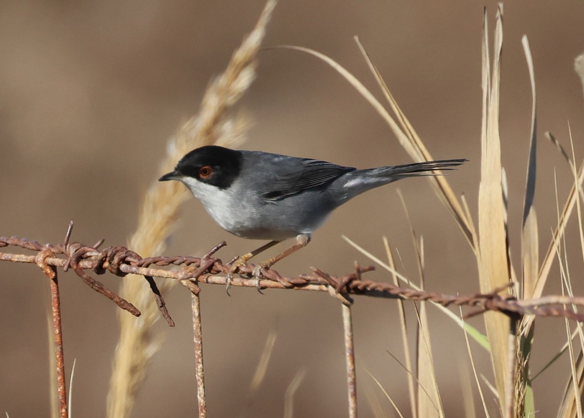 Sardinian Warbler - ML645727206
