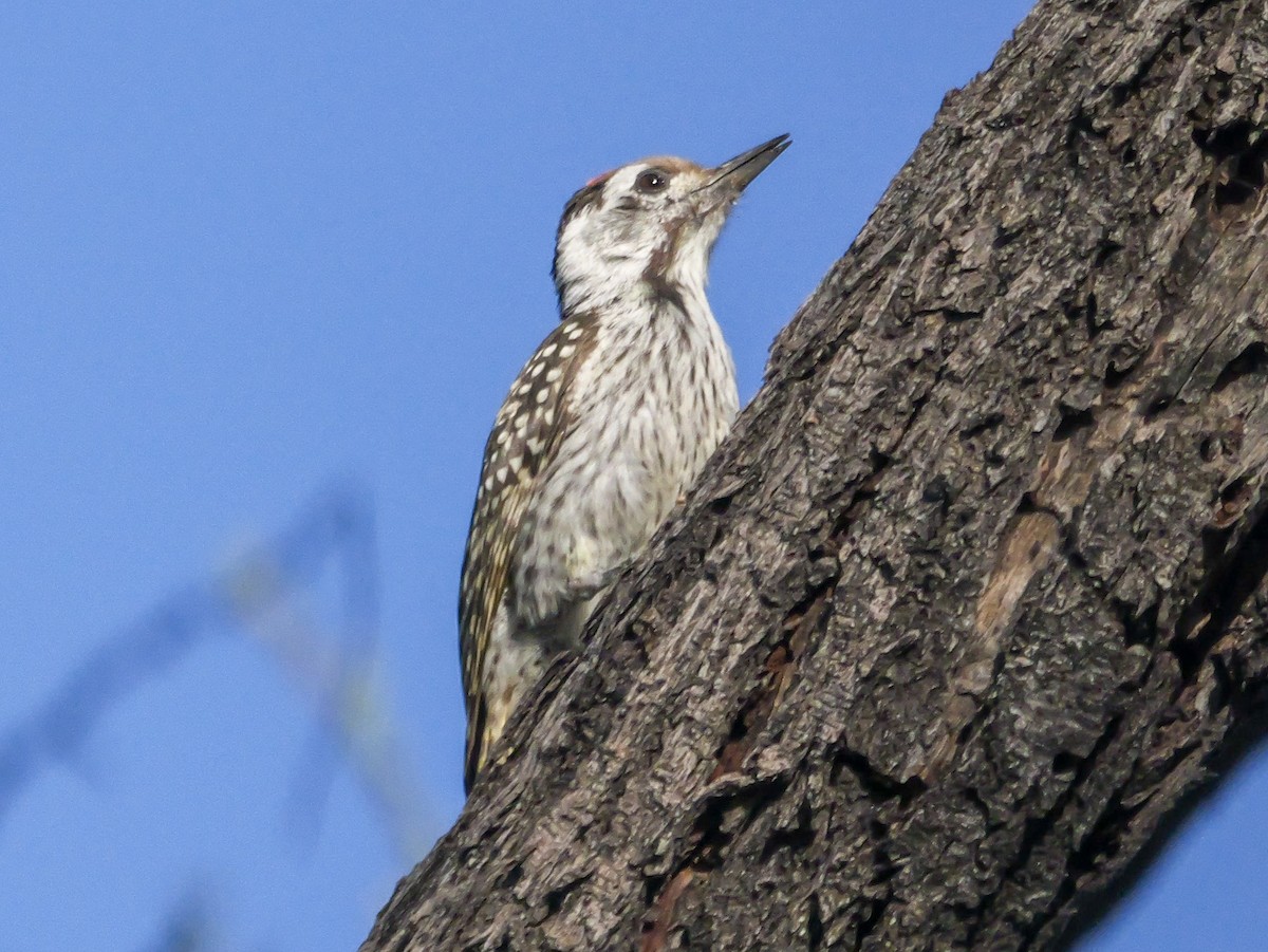 Cardinal Woodpecker - ML645727207