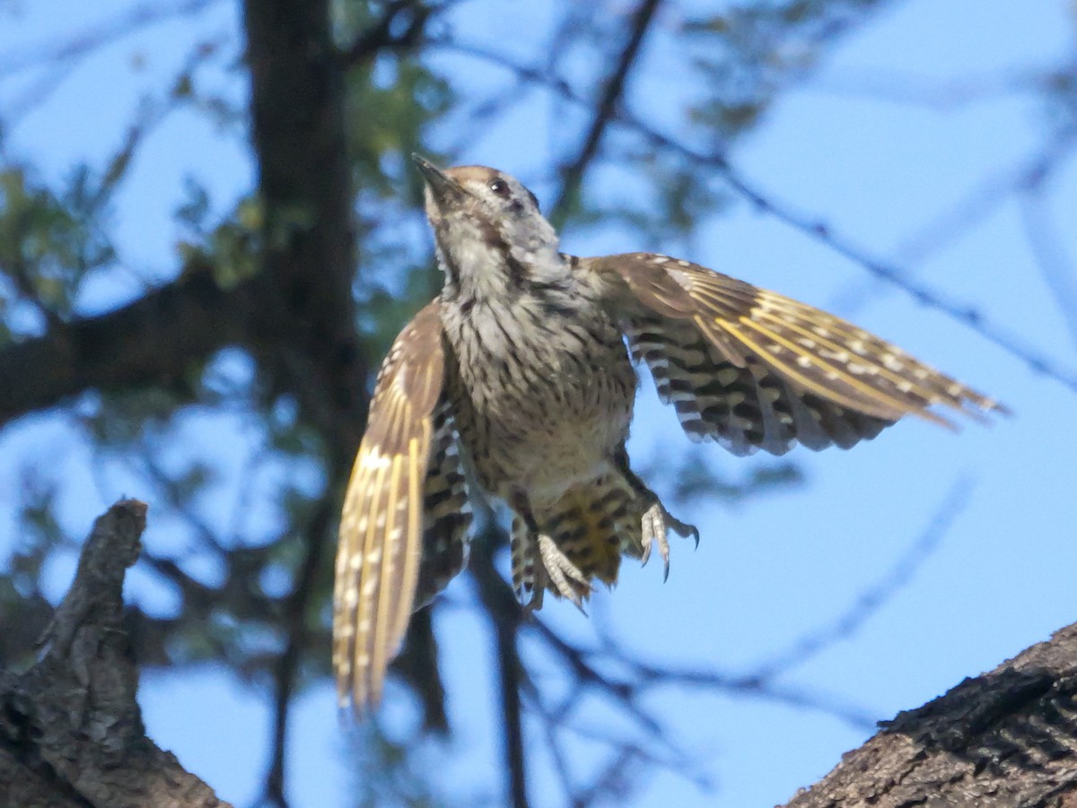 Cardinal Woodpecker - ML645727208