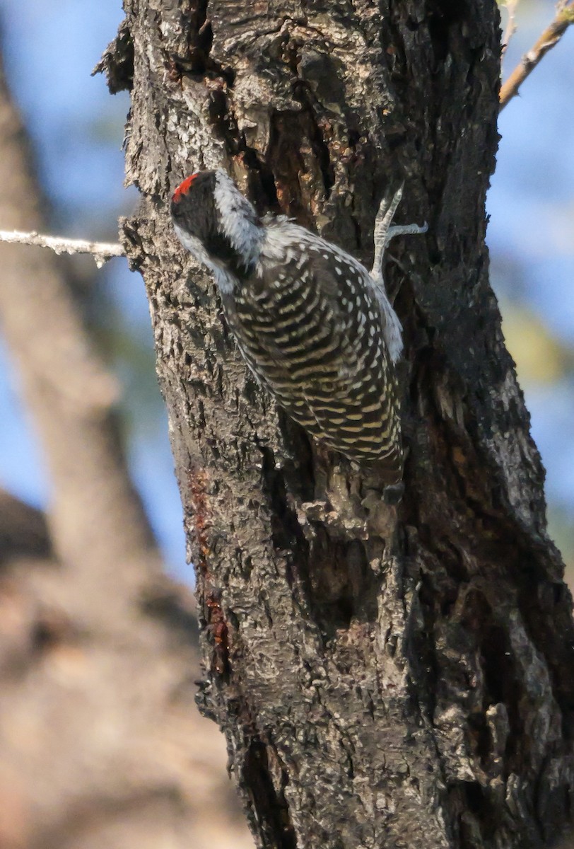 Cardinal Woodpecker - ML645727209