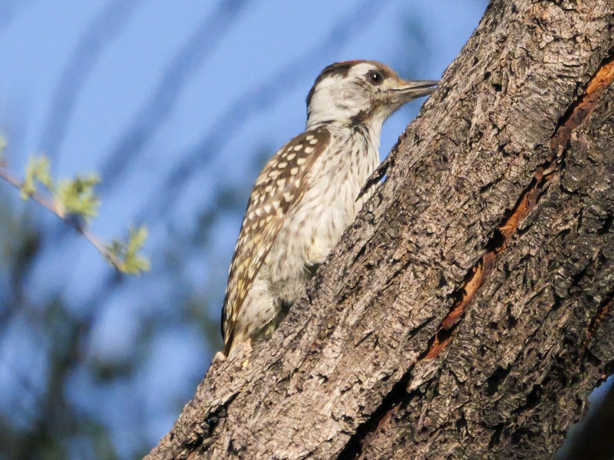 Cardinal Woodpecker - ML645727210