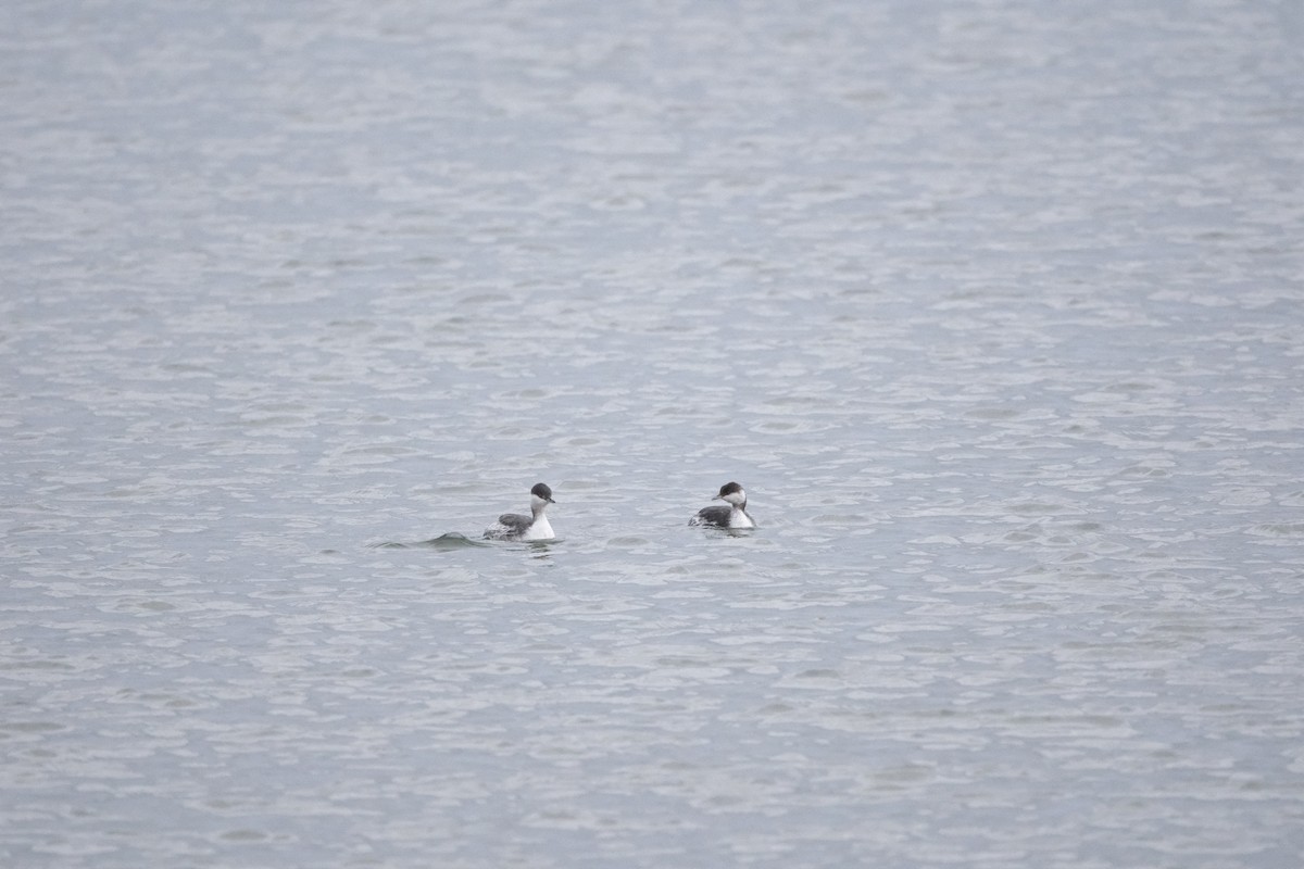 Horned Grebe - ML645727211