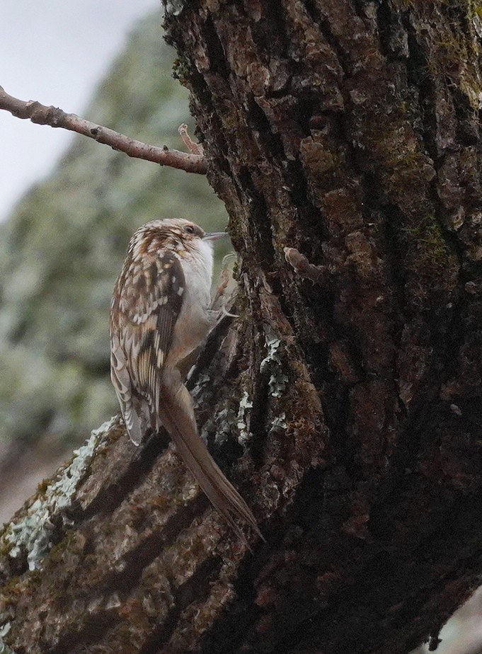 Brown Creeper - ML645727214