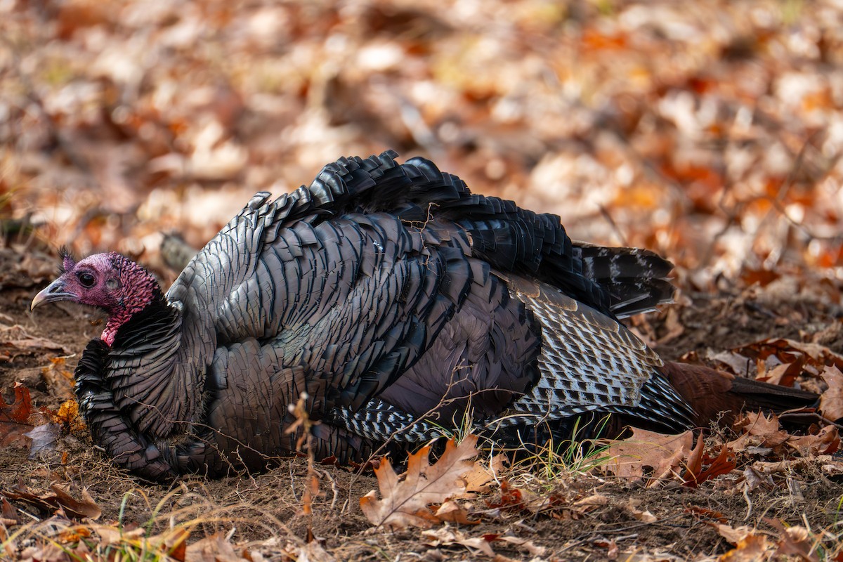 Tacchino selvatico - ML645727219