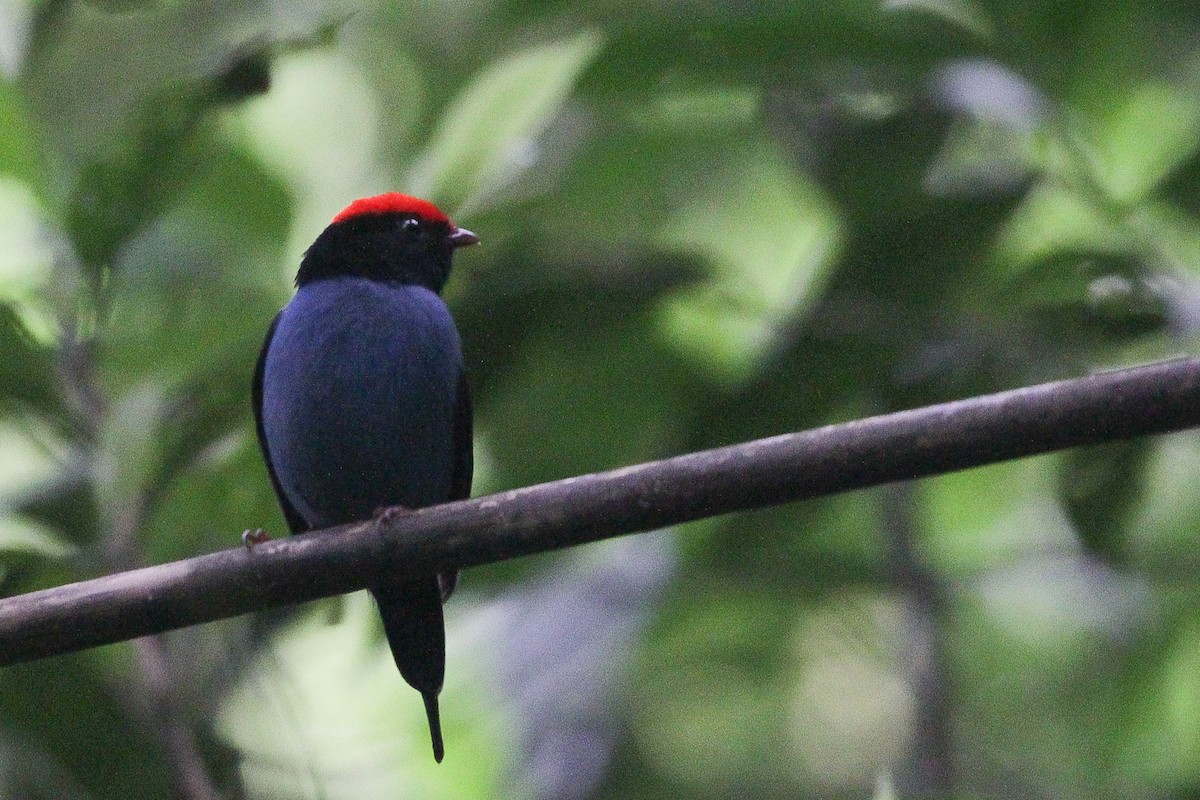 Swallow-tailed Manakin - ML645727221