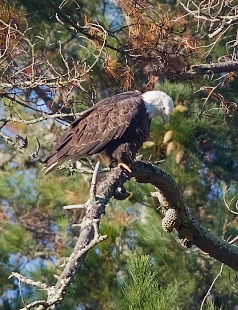 Bald Eagle - ML645727231