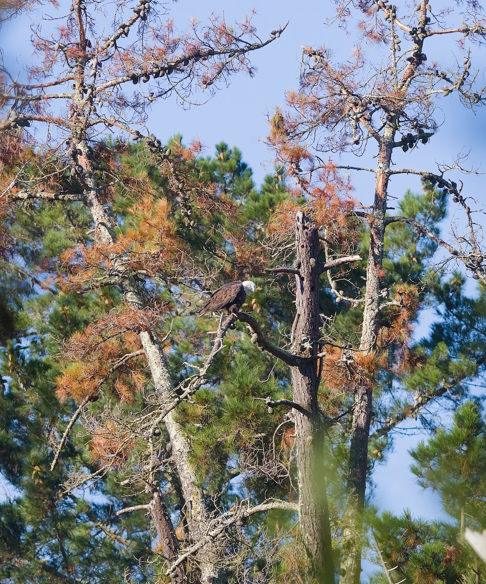Bald Eagle - ML645727232