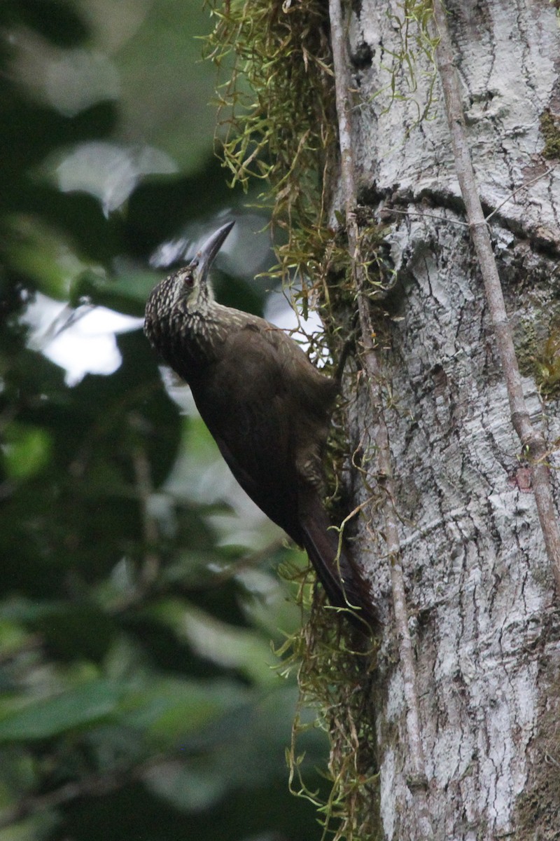 Grimpar à gorge blanche - ML645727234