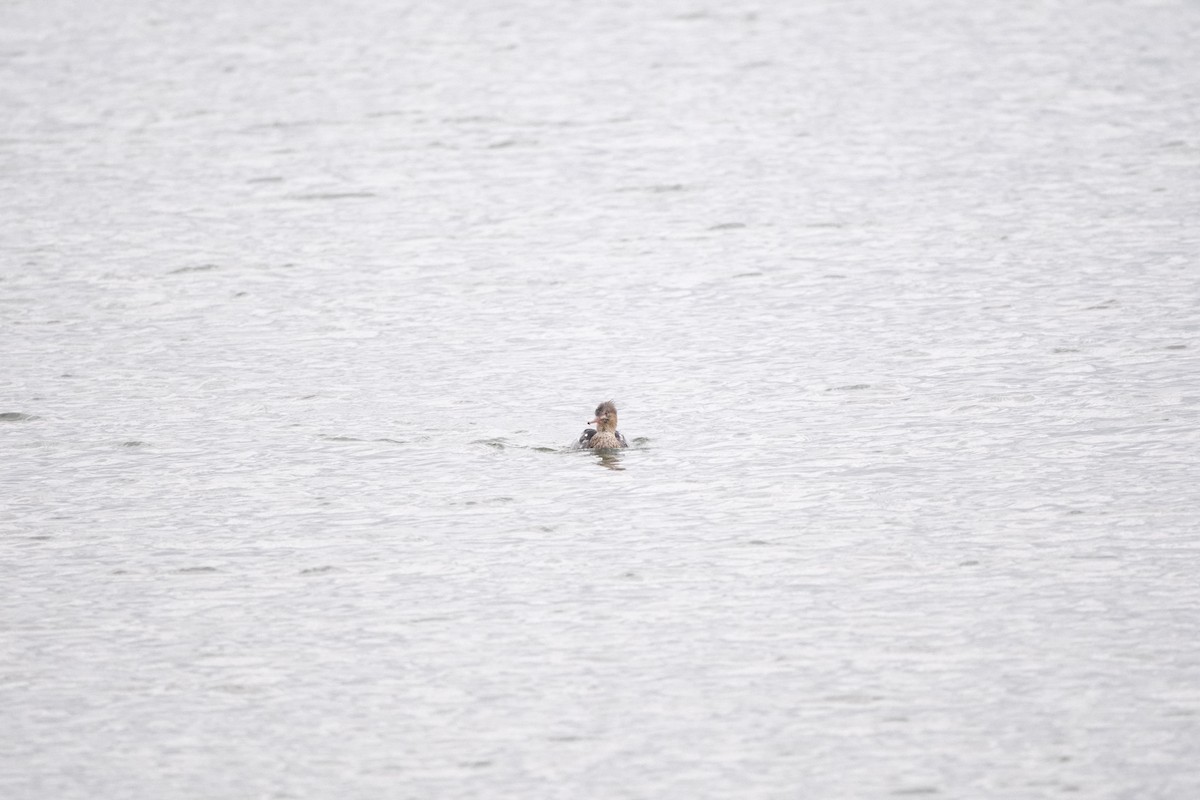 Red-breasted Merganser - ML645727239