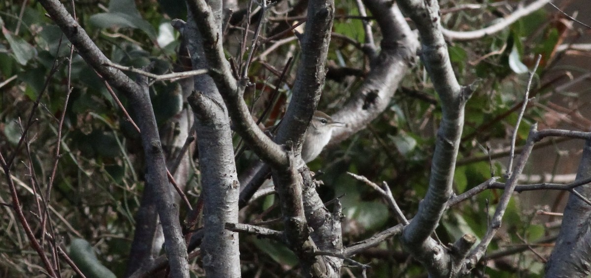 Cetti's Warbler - ML645727241