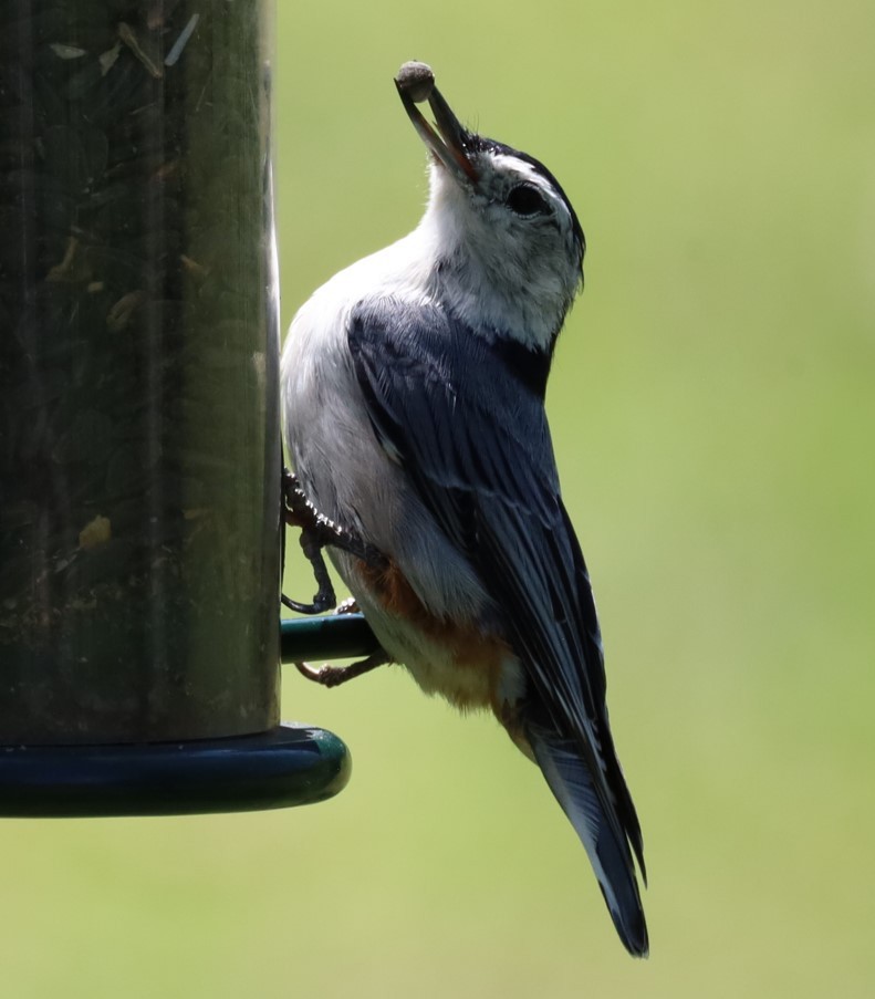 White-breasted Nuthatch - ML645727247