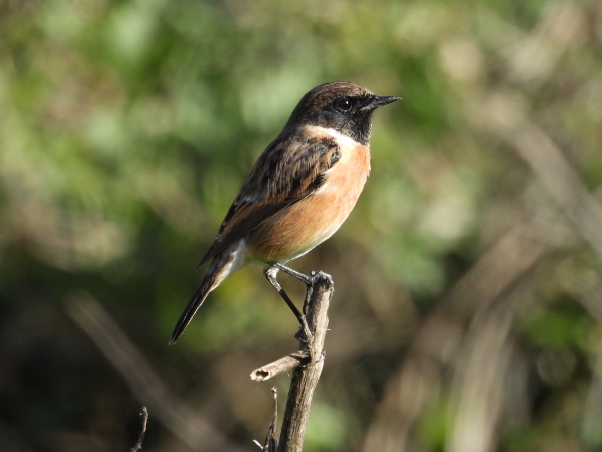 Трав'янка чорноголова - ML645727248