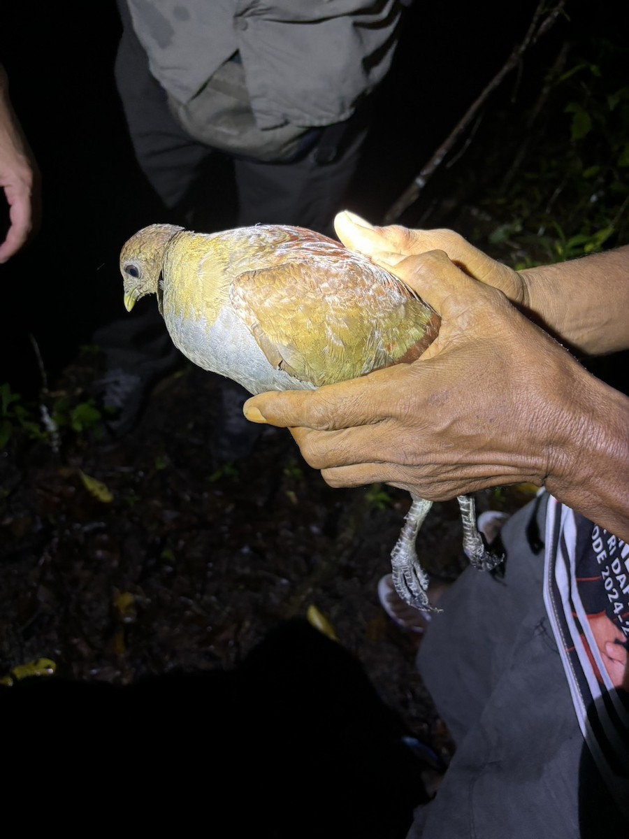 Moluccan Megapode - ML645727261