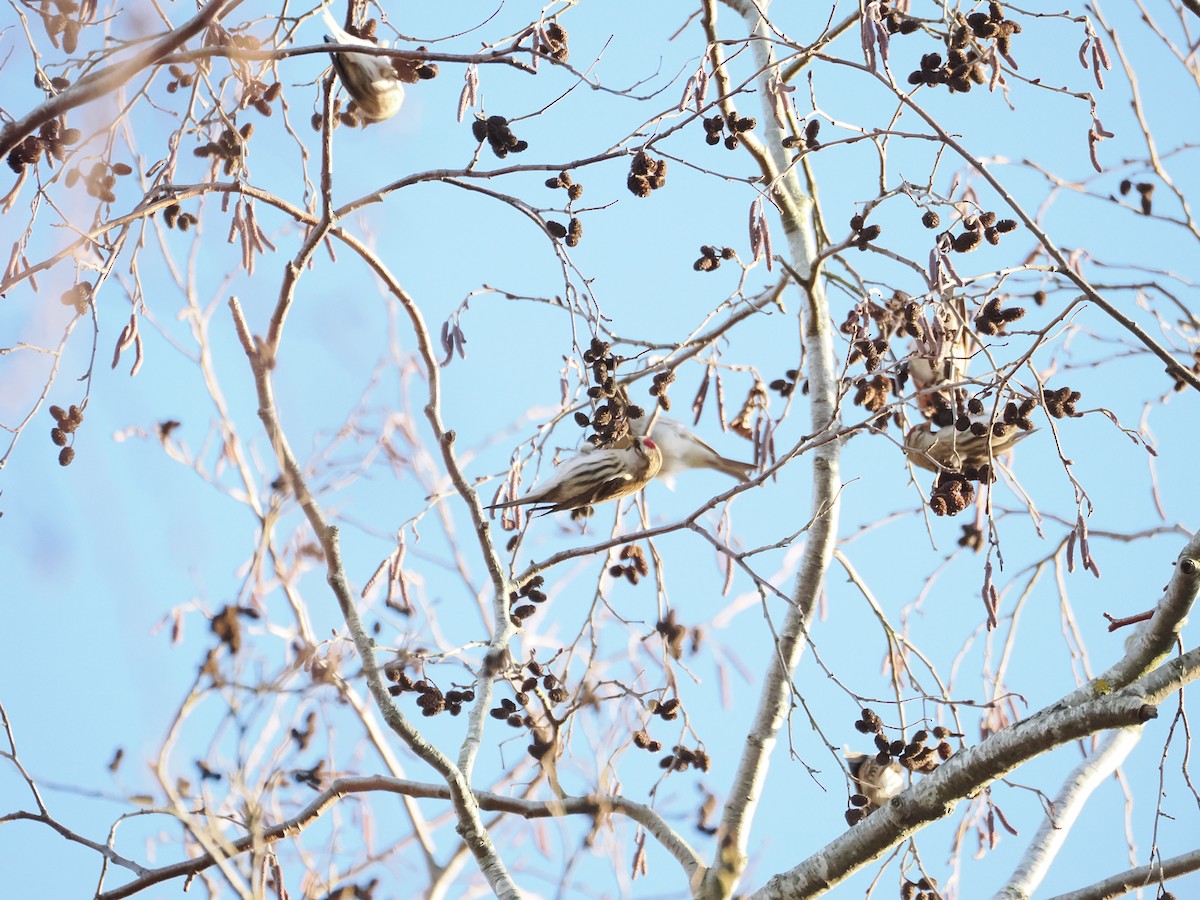 Redpoll (Common) - ML645727264