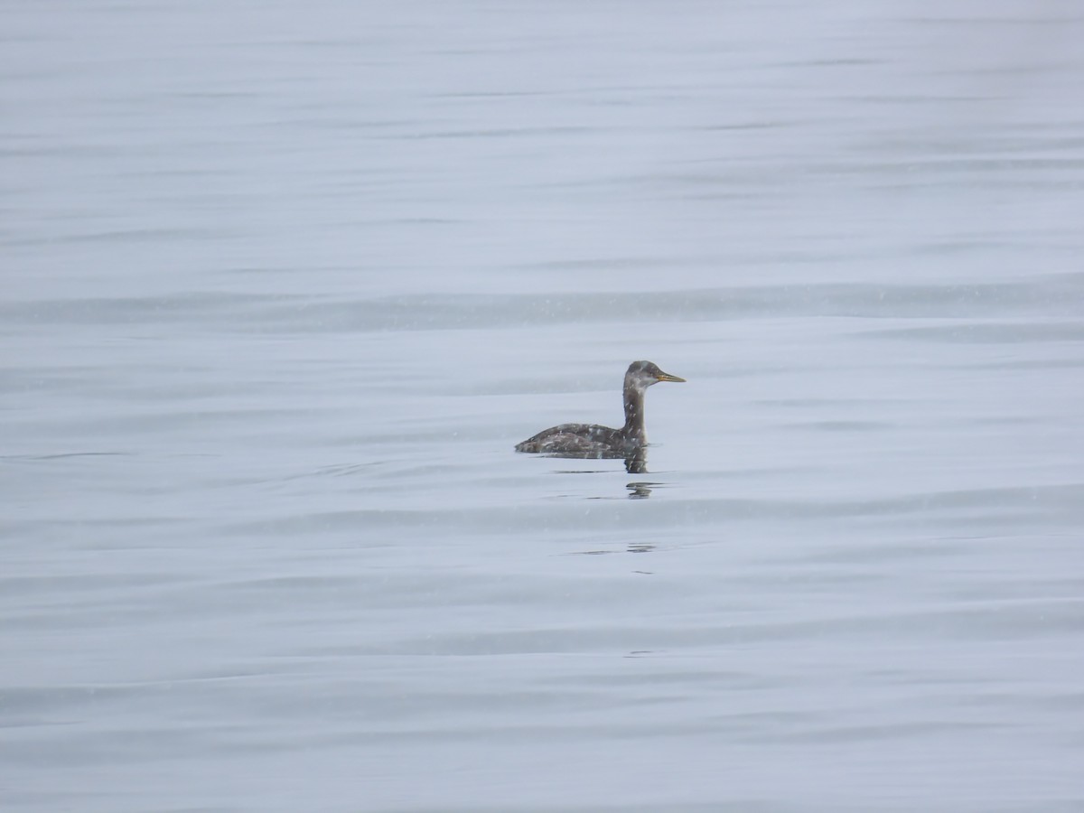 Red-necked Grebe - ML645727266