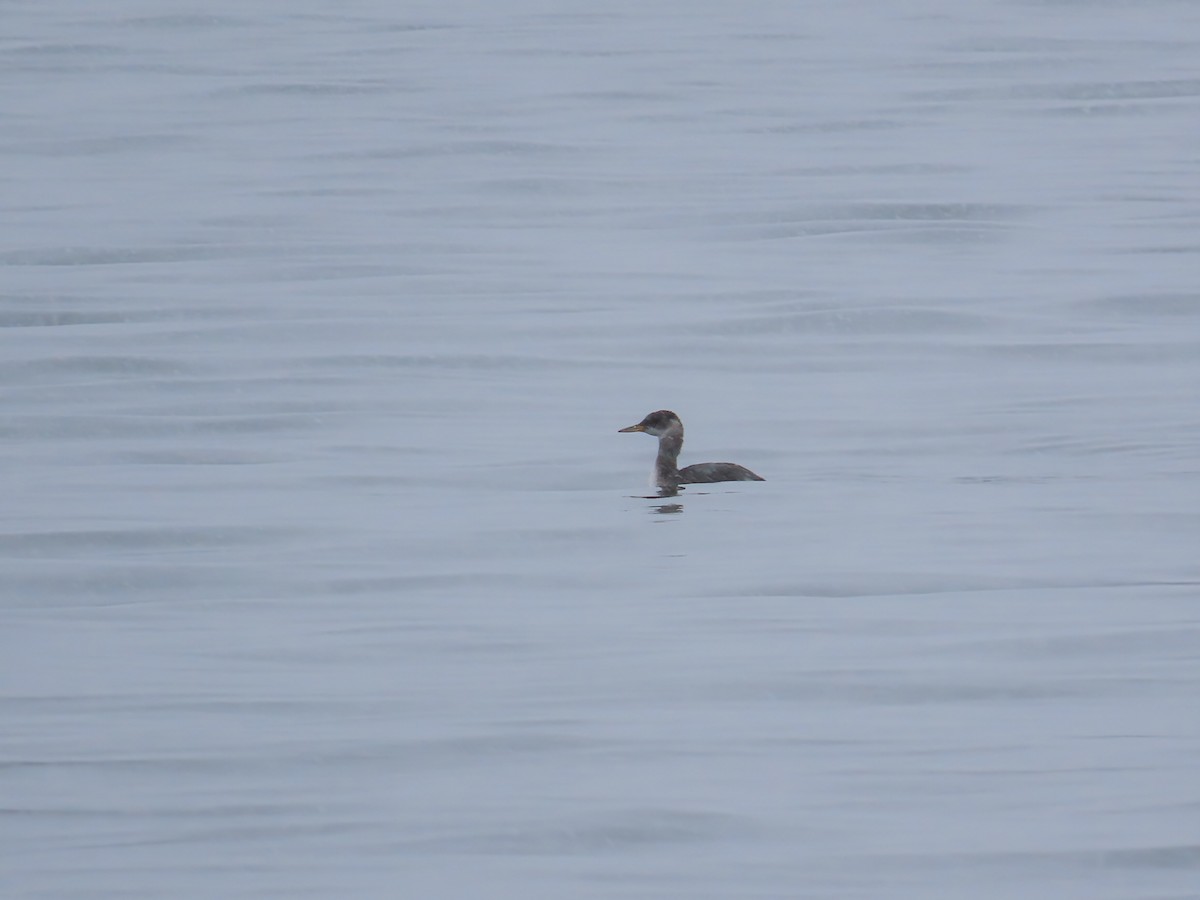 Red-necked Grebe - ML645727267