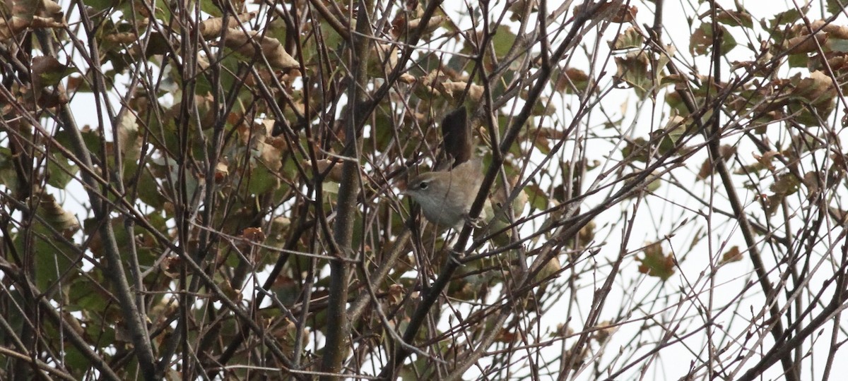 Cetti's Warbler - ML645727269