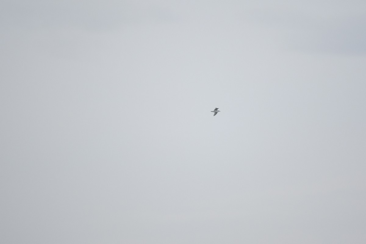 Mediterranean Gull - ML645727277