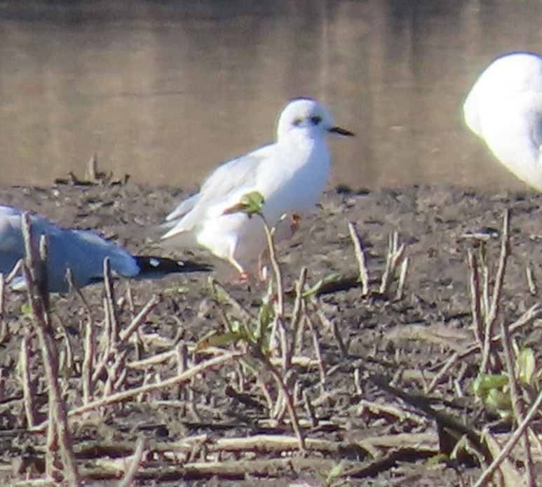 Bonaparte's Gull - ML645727280