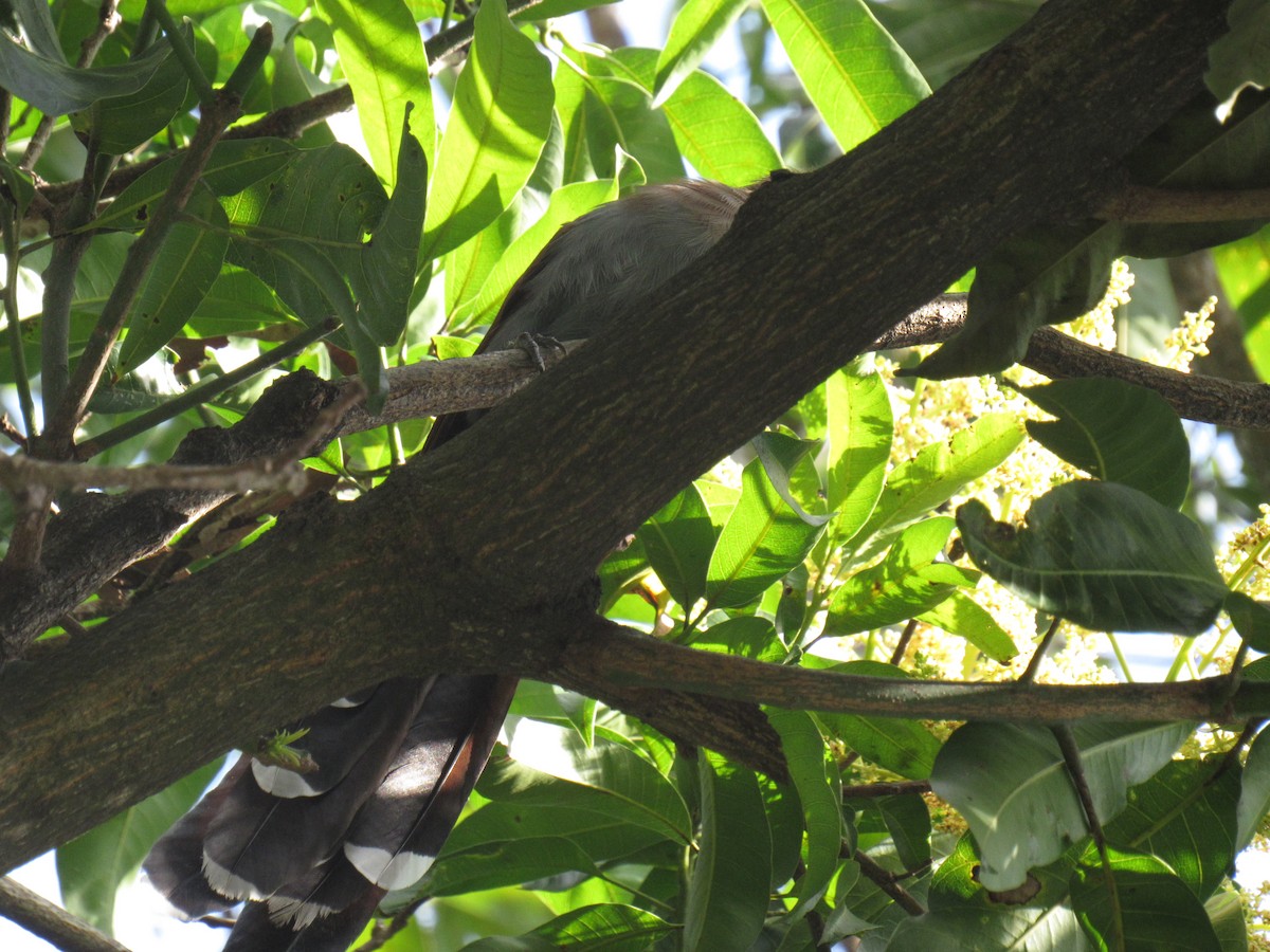 Common Squirrel-Cuckoo - ML645727287