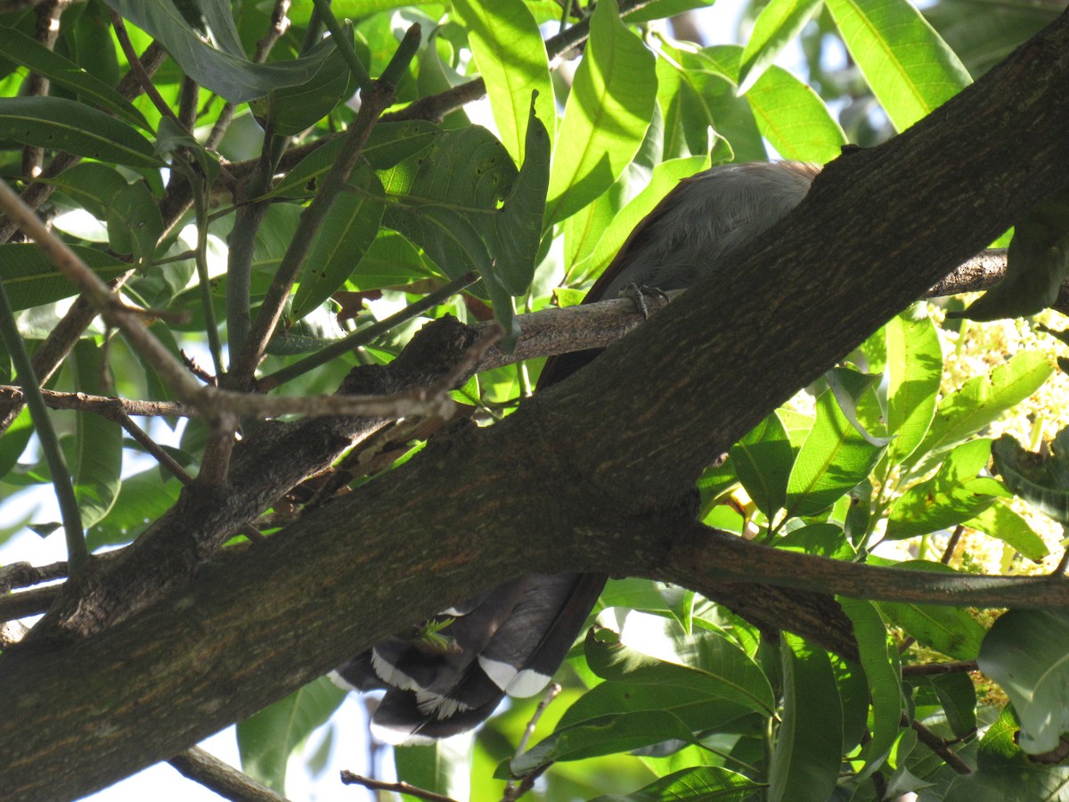 Common Squirrel-Cuckoo - ML645727288