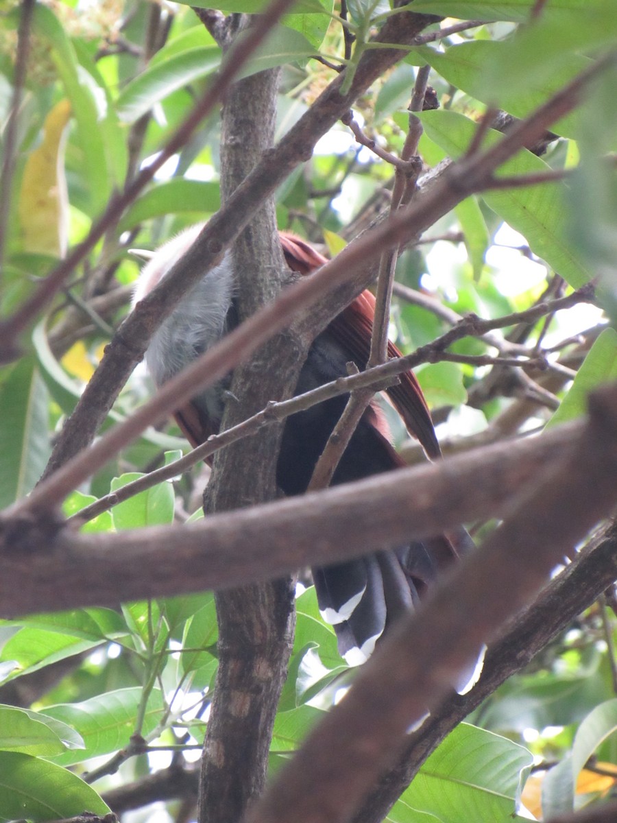Common Squirrel-Cuckoo - ML645727289
