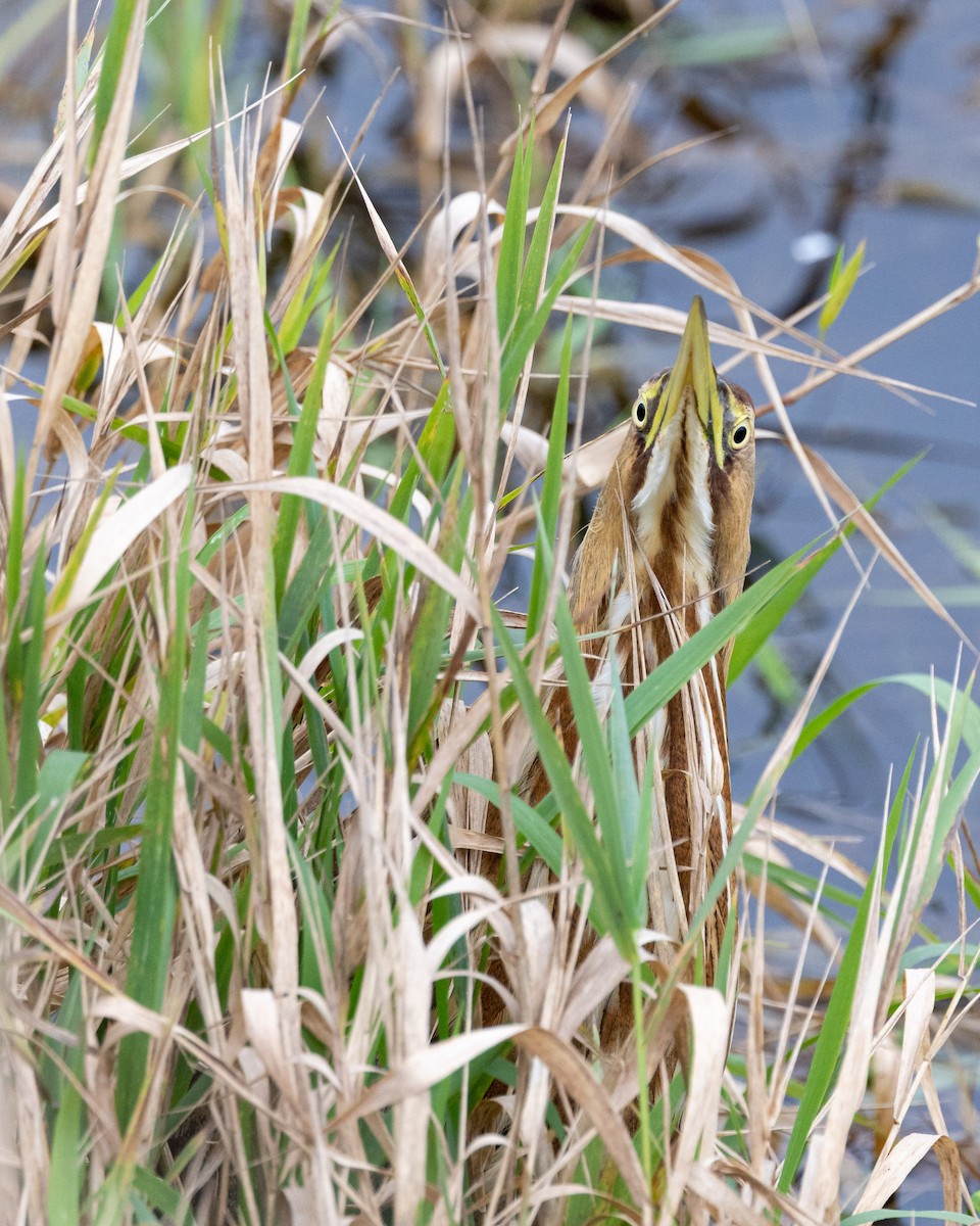 アメリカサンカノゴイ - ML645727290