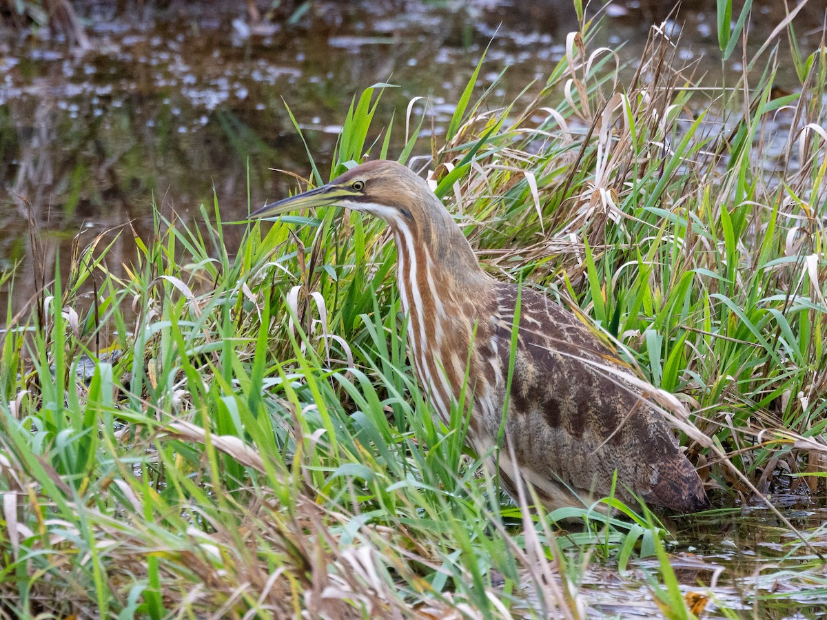 アメリカサンカノゴイ - ML645727292