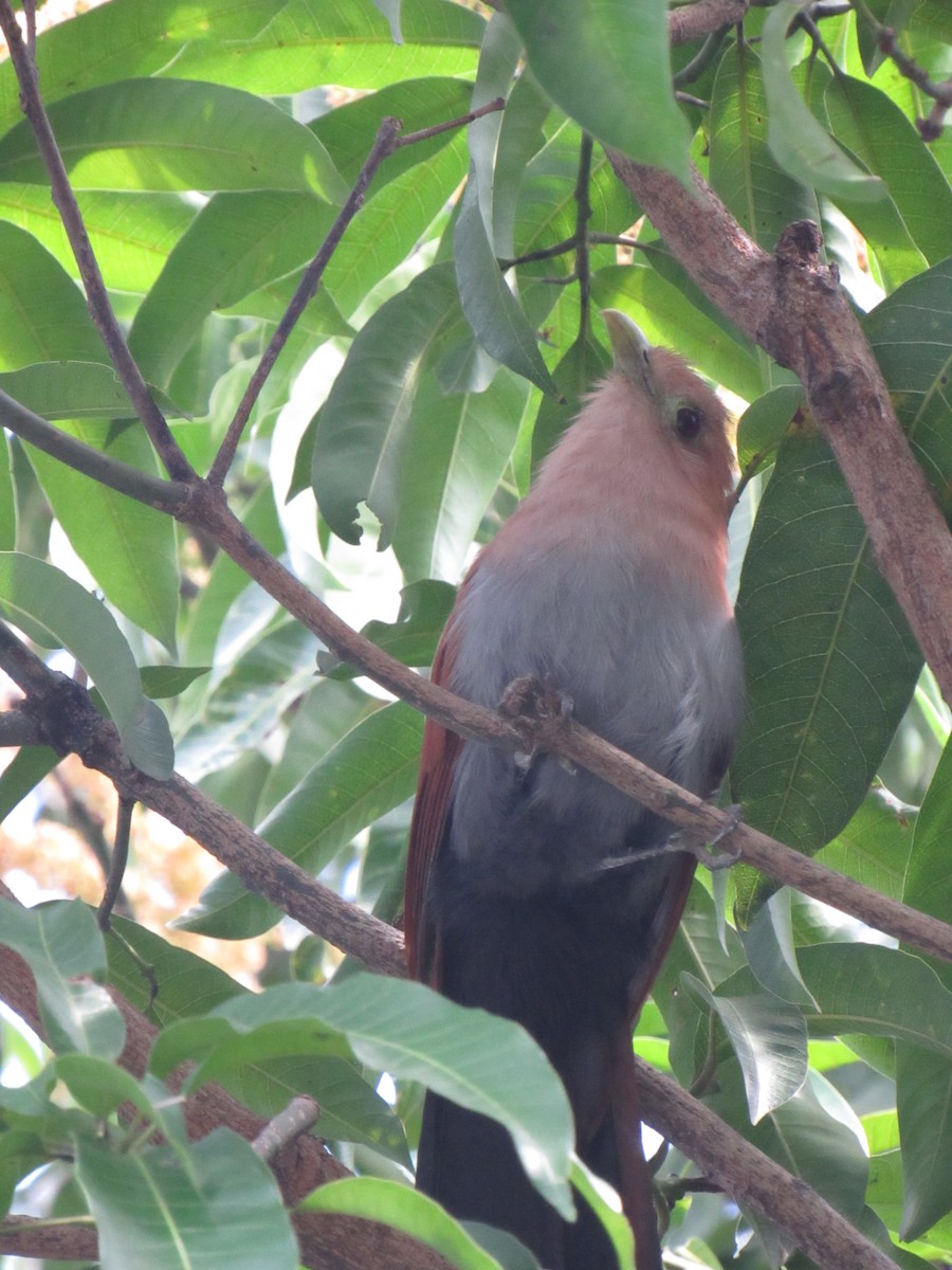 Common Squirrel-Cuckoo - ML645727293