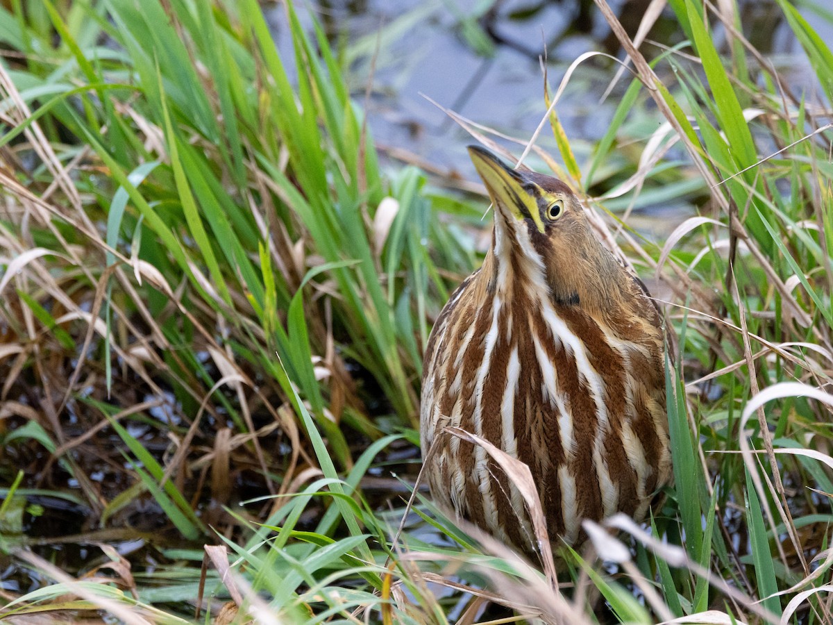 アメリカサンカノゴイ - ML645727294