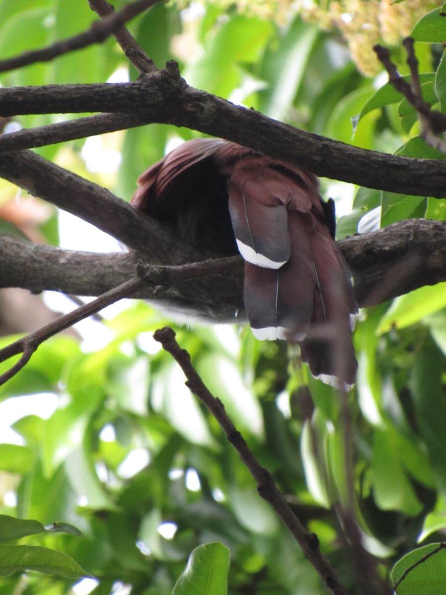 Common Squirrel-Cuckoo - ML645727295