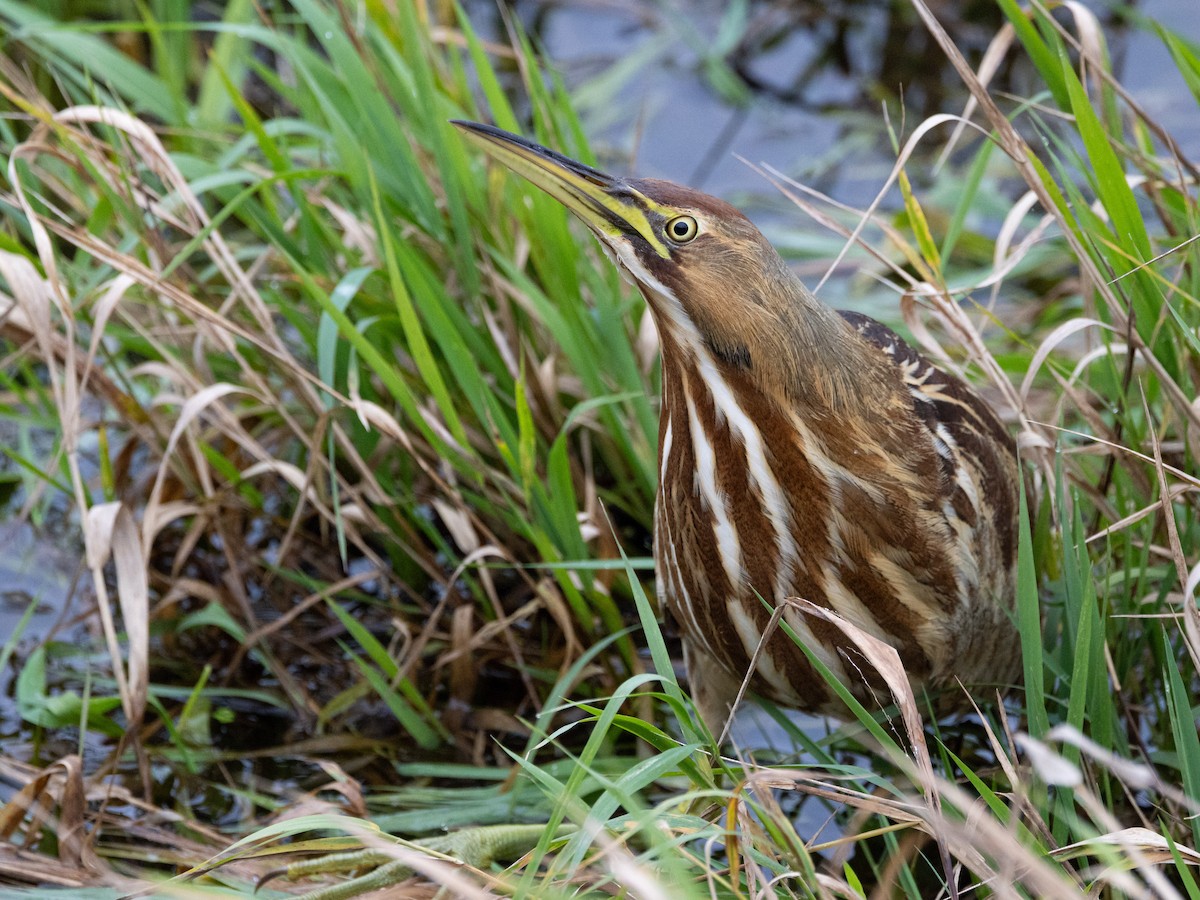アメリカサンカノゴイ - ML645727296