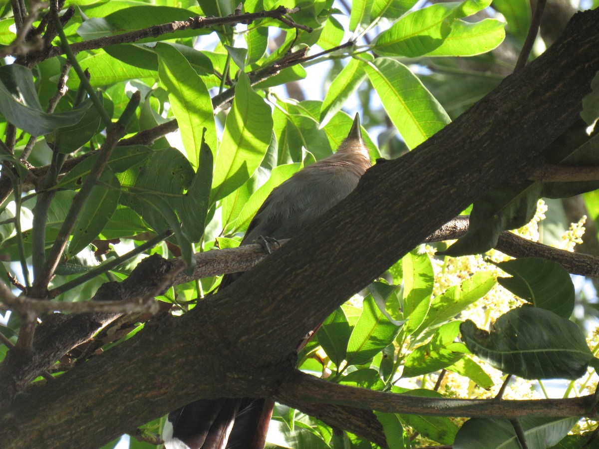 Common Squirrel-Cuckoo - ML645727297