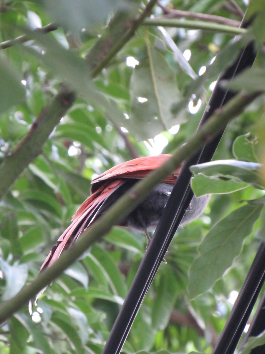 Common Squirrel-Cuckoo - ML645727298