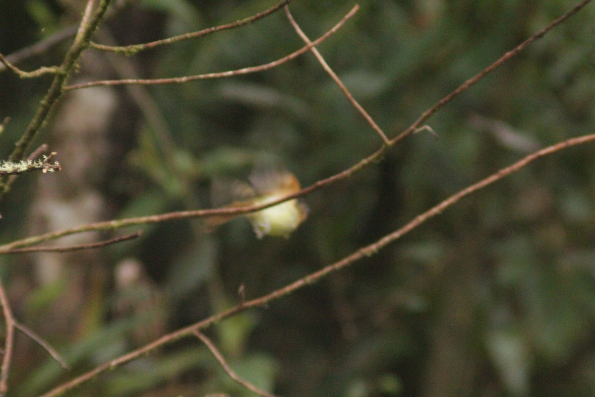 Rufous-breasted Flycatcher - ML645727300