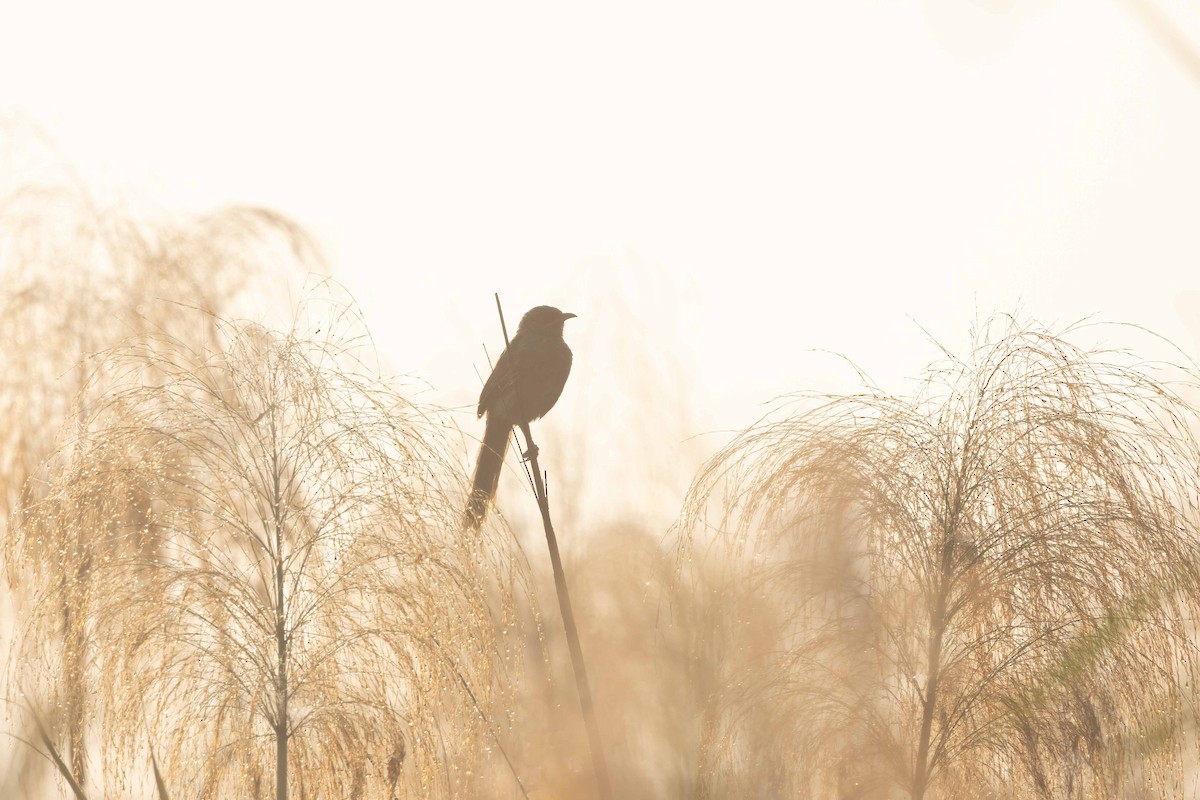 セジマヤブチメドリ - ML645727302