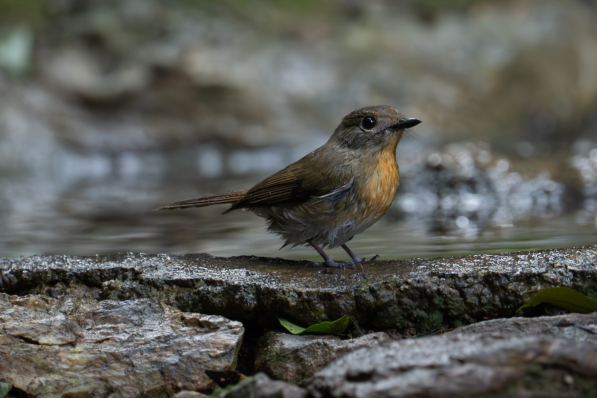 ハイナンヒメアオヒタキ - ML645727303