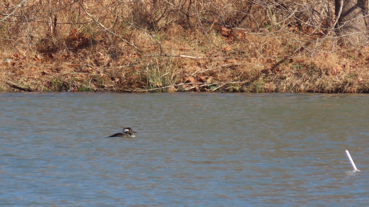 オウギアイサ - ML645727304